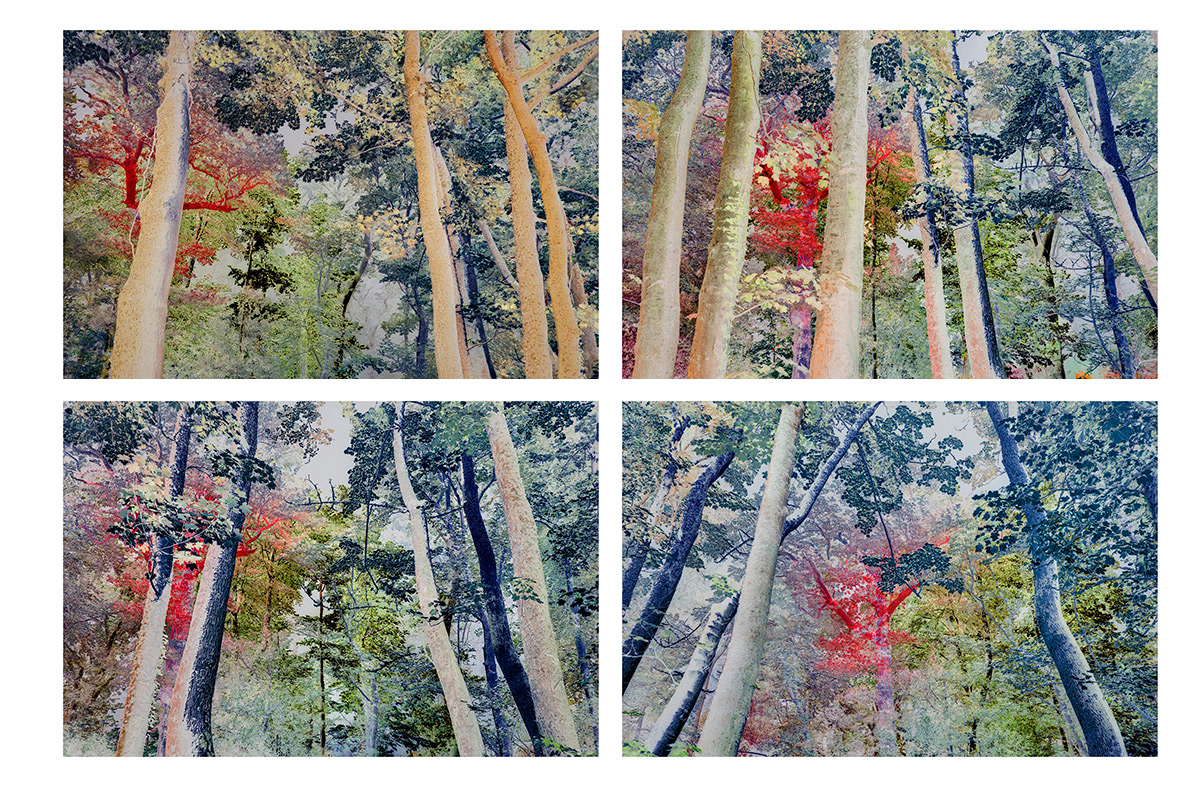 Dream Forest 1,  2008/2020
Edição de 5
60 X 90 cm